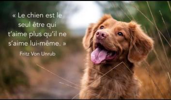 Service : chien Service : chien