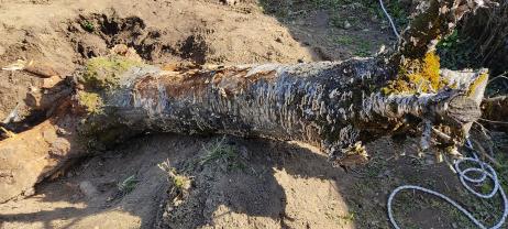 Location : tronconneuse Location : tronconneuse