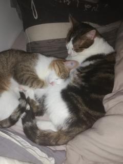 Demander ce catsitter