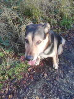 Service : chien Service : chien