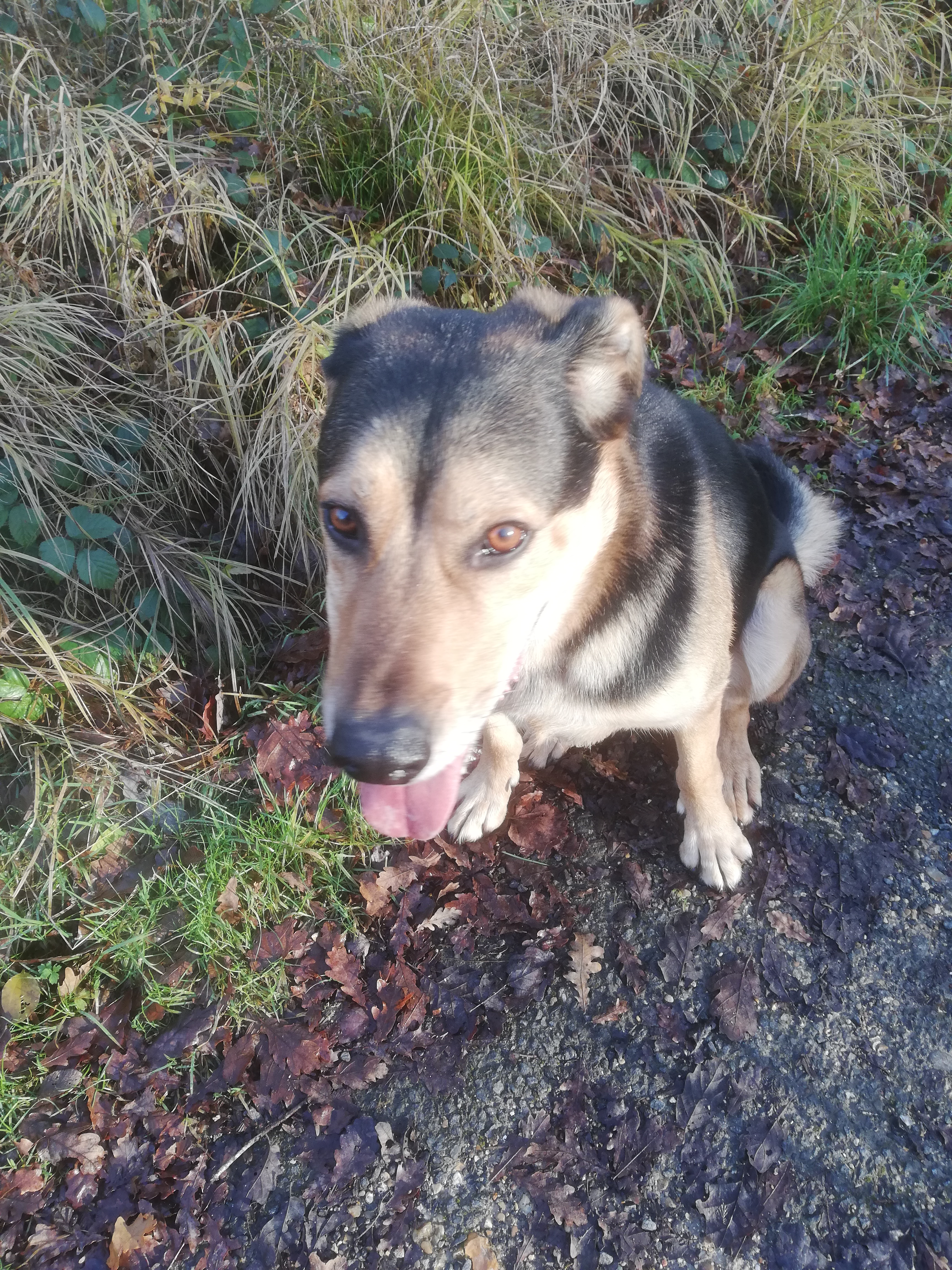 Service chien 77 entre particuliers