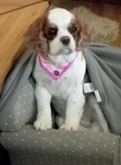 Service : chien Service : chien