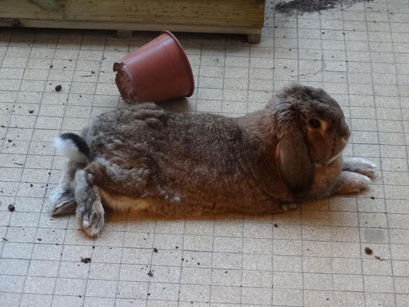 Service garde lapin 38 entre particuliers