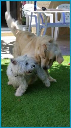 Service : chien Service : chien