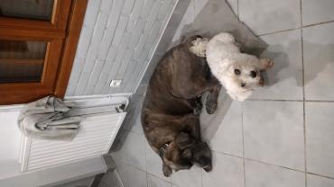 Service : chien Service : chien