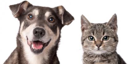 Service garde animaux entre particuliers