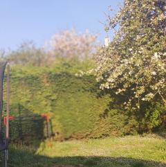 Service : taille de haies Service : taille de haies