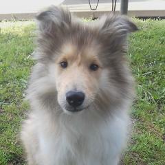 Service : chien Service : chien