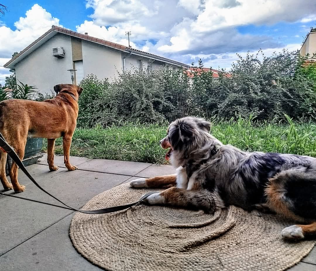 Service chien 69 entre particuliers