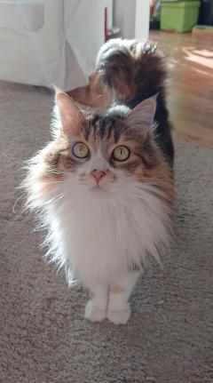 Demander ce catsitter