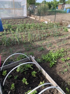 Service : entretien jardin Service : entretien jardin