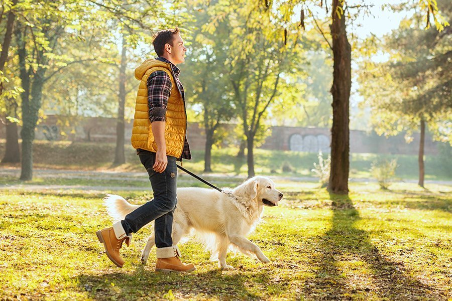 Service chien 61 entre particuliers