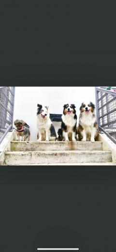 Service : garde animaux Service : garde animaux