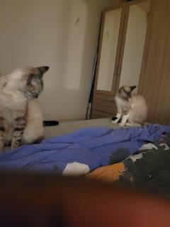 Service : chat Service : chat