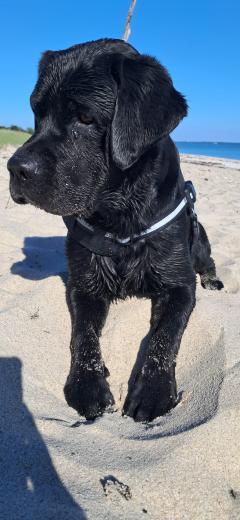 Service : chien Service : chien