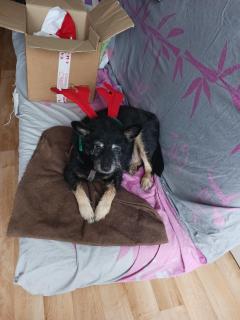 Service : chien Service : chien