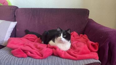 Service : garde animaux Service : garde animaux