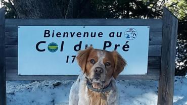 Service chien entre particuliers