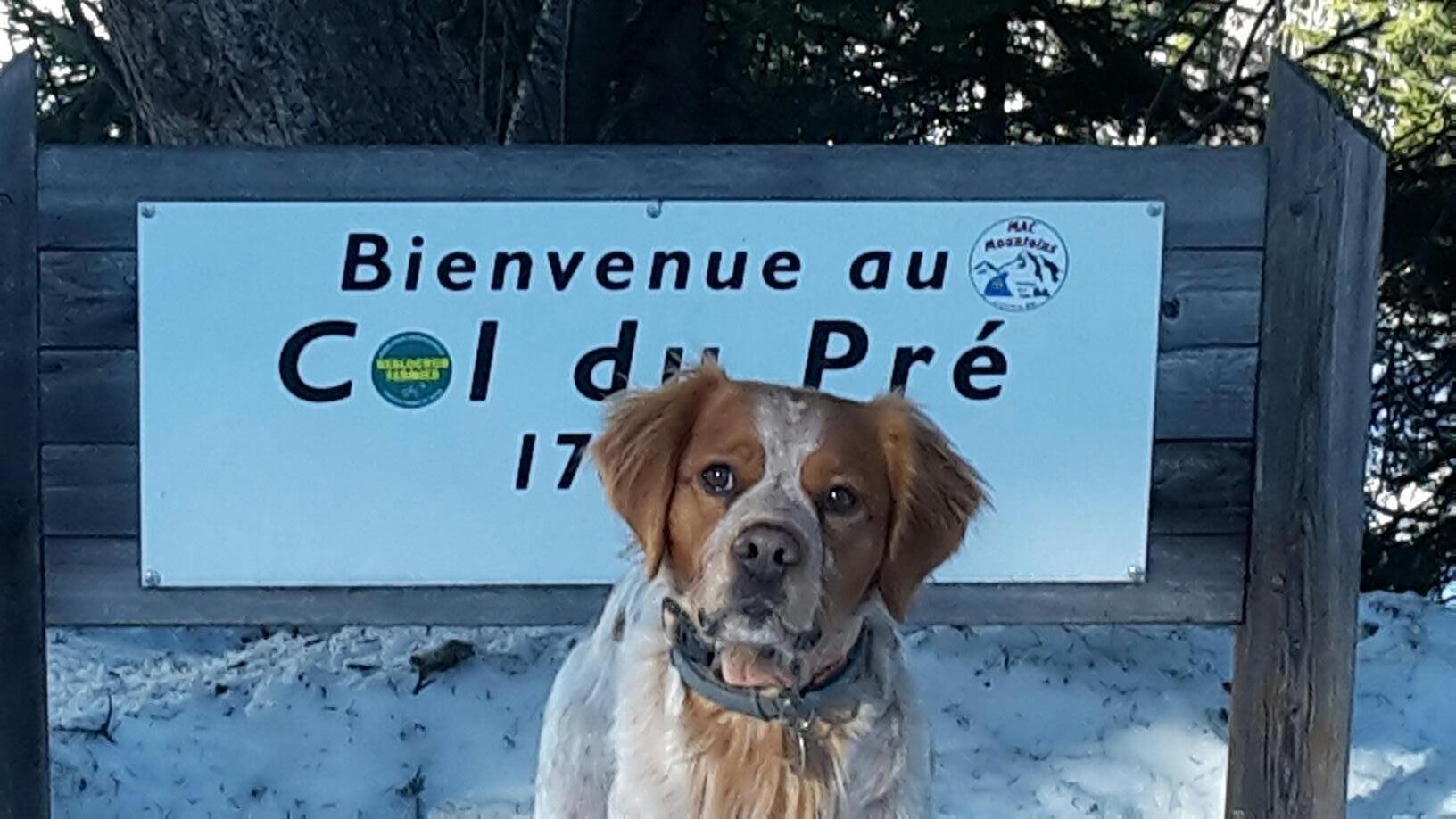 Service chien 73 entre particuliers