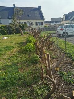 Service : dessouchage Service : dessouchage