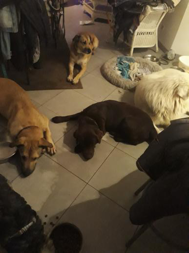 Service chien 16 entre particuliers