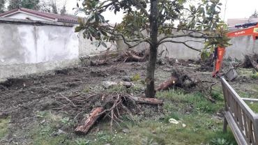 Service : taille de haies Service : taille de haies