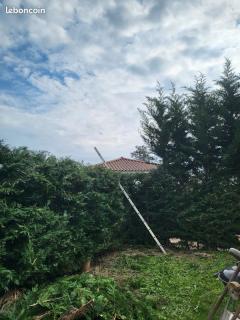 Service : tonte de pelouse