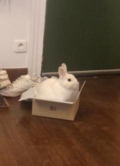 Service : garde lapin Service : garde lapin