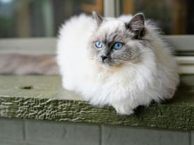 Service : garde animaux Service : garde animaux