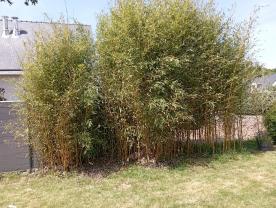 Location : elagueuse Location : elagueuse