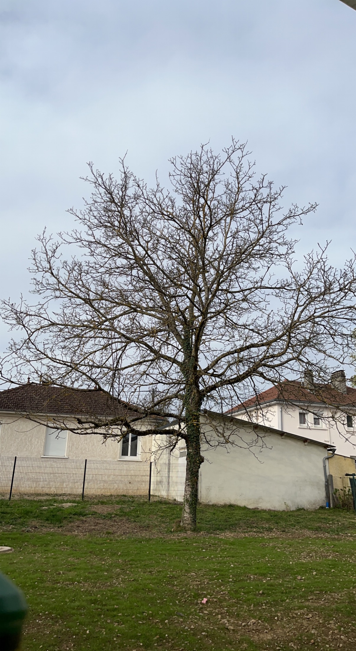 Service coupe de bois 38 entre particuliers