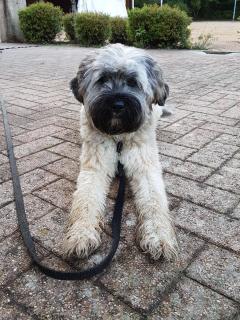 Service : chien Service : chien