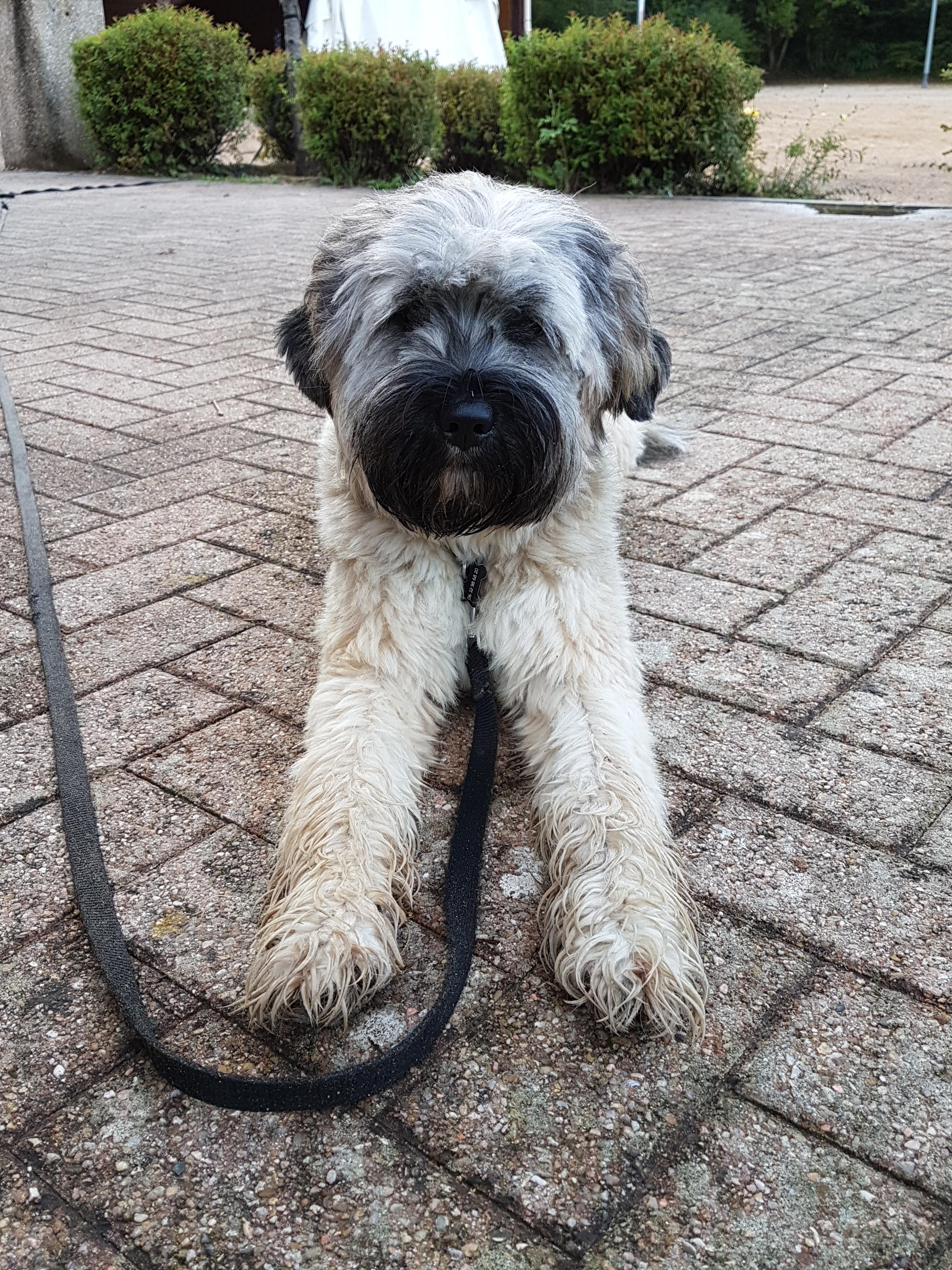 Service chien 38 entre particuliers