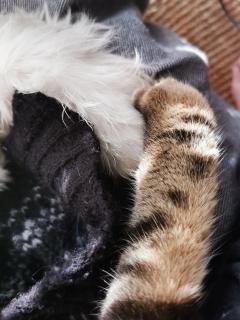 Service : garde animaux Service : garde animaux