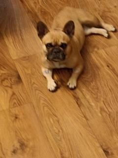 Service : chien Service : chien