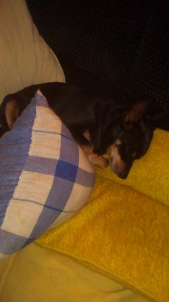 Demander ce petsitter
