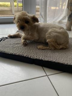 Service : garde animaux Service : garde animaux