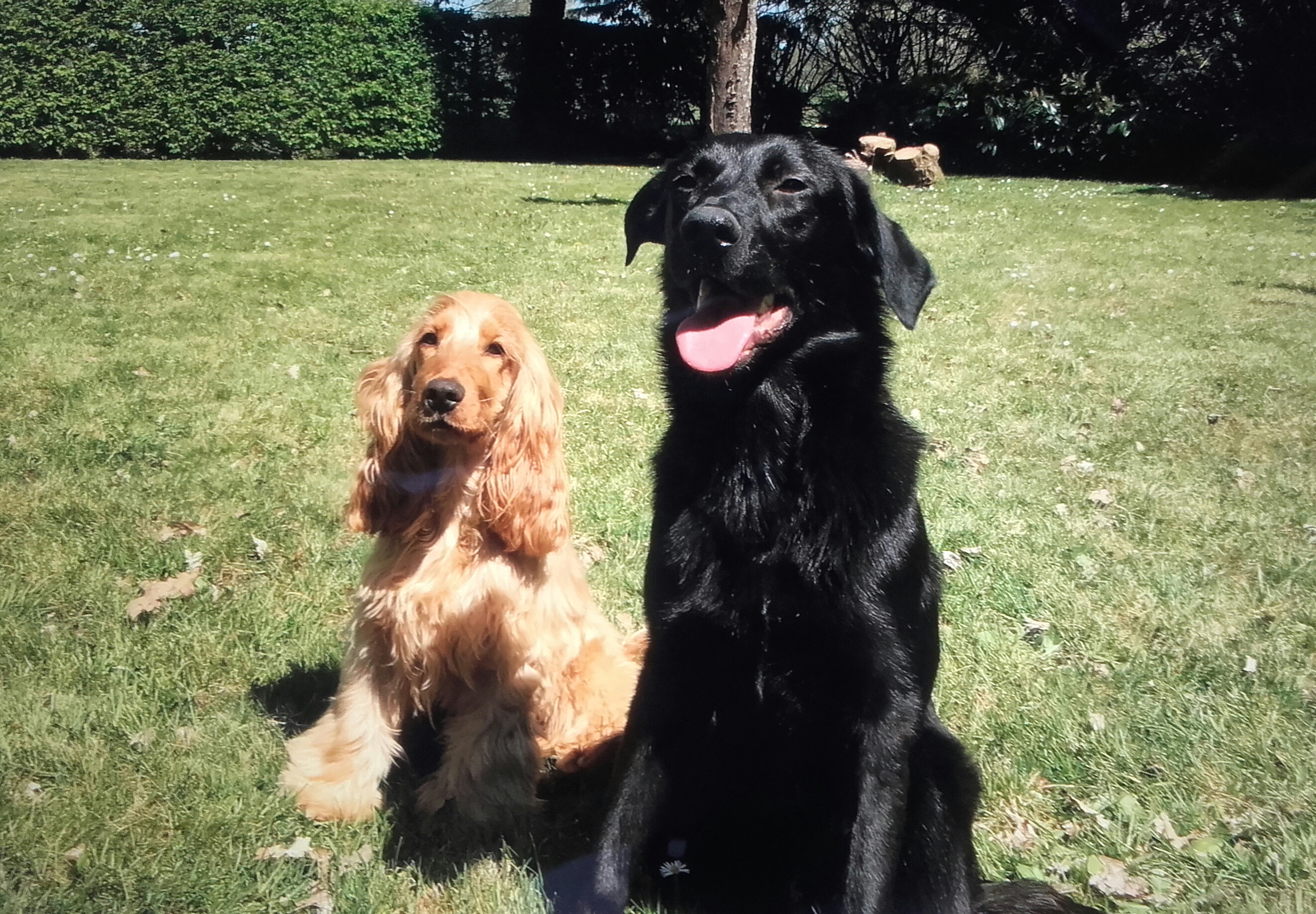Service garde animaux 35 entre particuliers