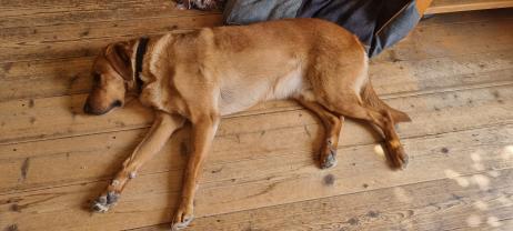 Service : chien Service : chien