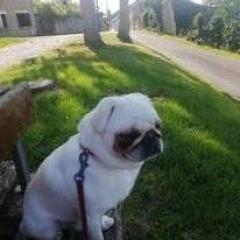 Service : chien Service : chien