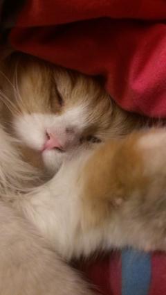 Service : garde animaux Service : garde animaux