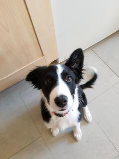 Service : garde animaux Service : garde animaux