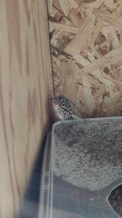 Service : reptile Service : reptile