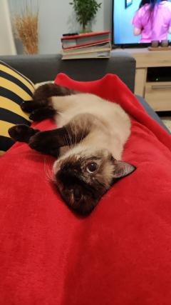 Demander ce catsitter