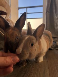 Service : garde lapin Service : garde lapin