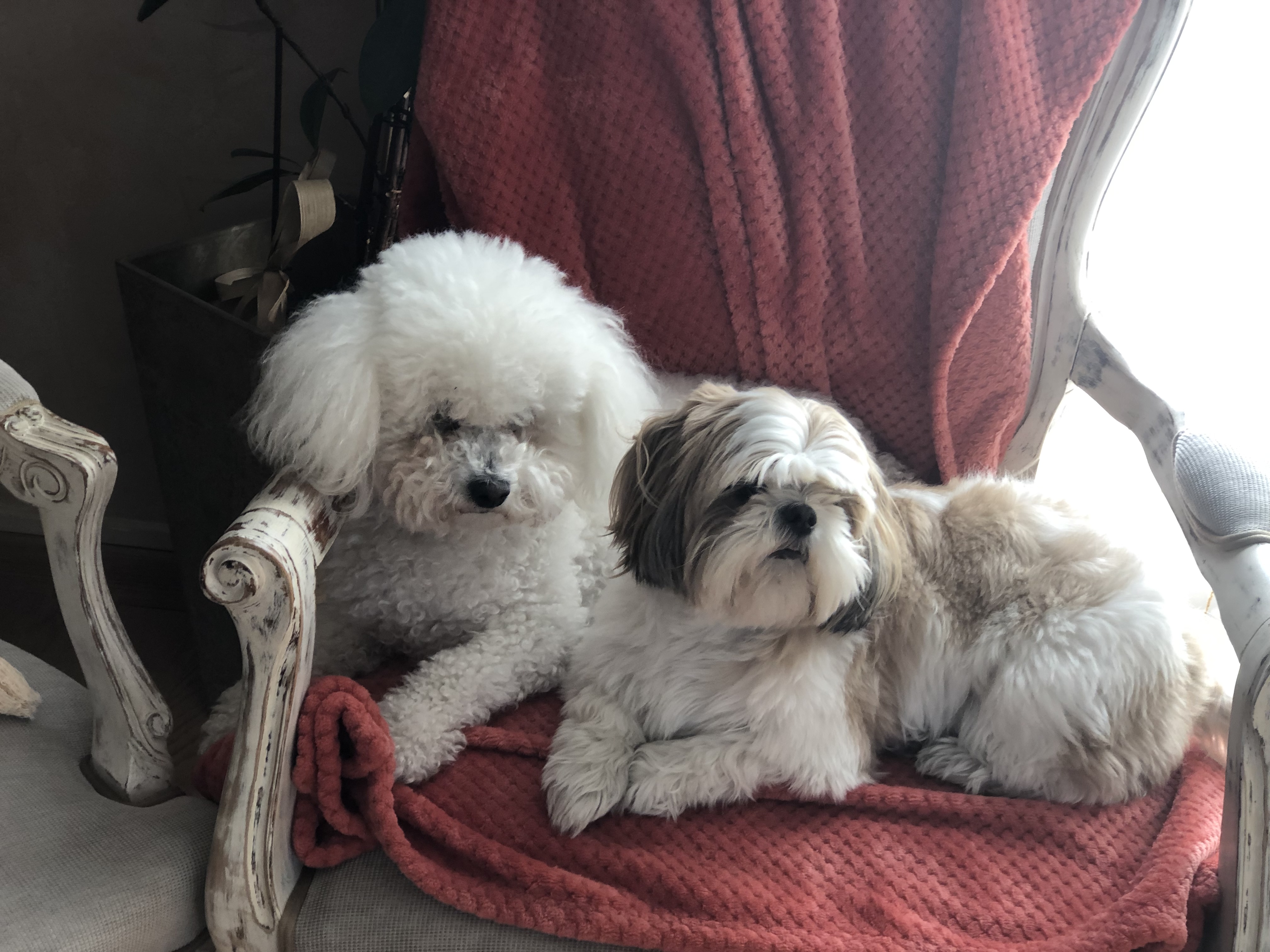 Service garde d'animaux chien (06000 Nice). Garder nos 2 ...