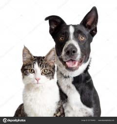 Service : chien Service : chien