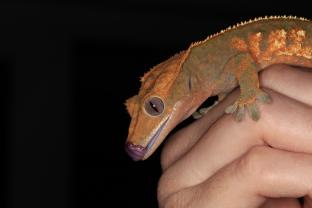 Service : reptile Service : reptile