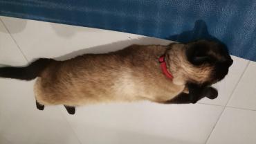 Demander ce catsitter