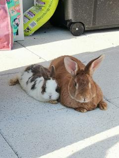 Service garde lapin entre particuliers